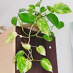 Vistamare 아파트 *