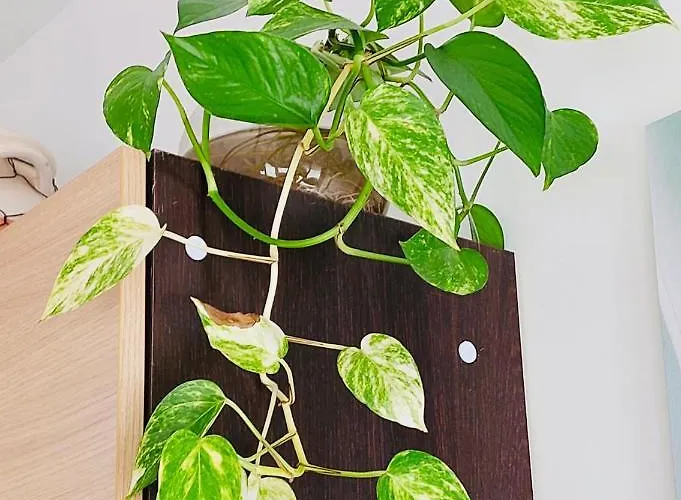 Vistamare Appartement *