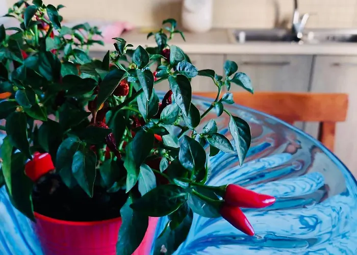 Appartement Vistamare